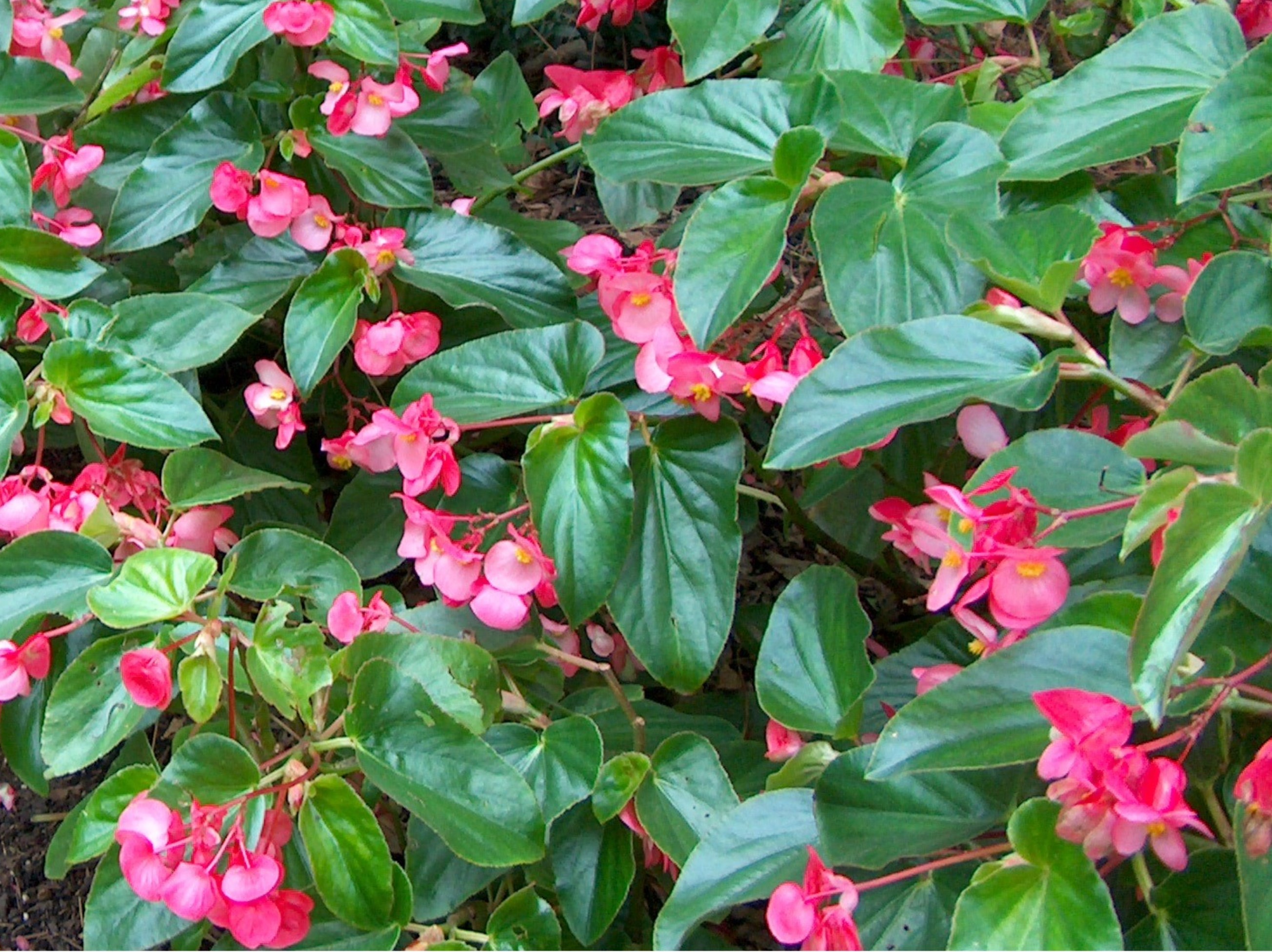 Online Plant Guide Begonia semperflorenscultorum / Bingo Begonia